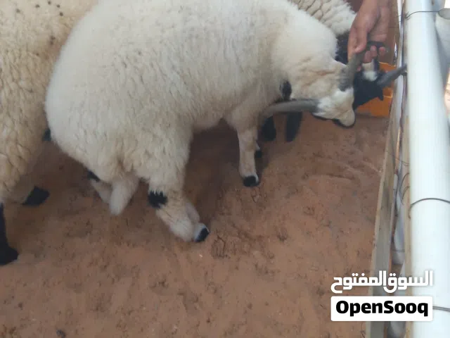 لبيع خروف معبي حاجه نظفيه 2600مكان ماشاء الله مكان جنزور