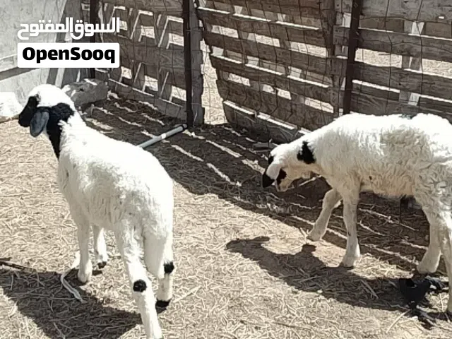 زوز خرفان الله يبارك
