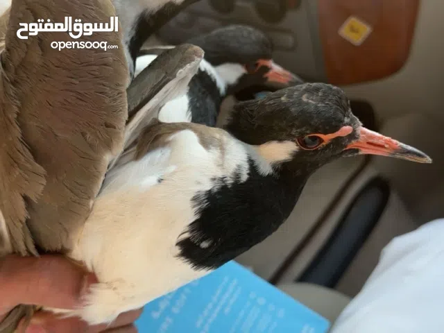 طيطيو للبيع 3 حبات السعر 50