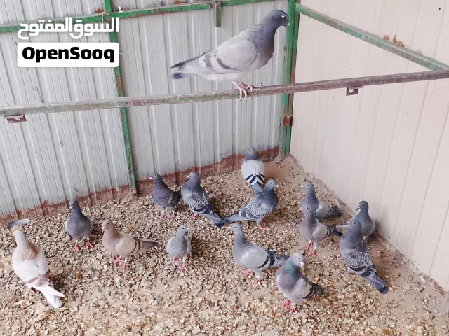 للبيع حمام زاجل طبات