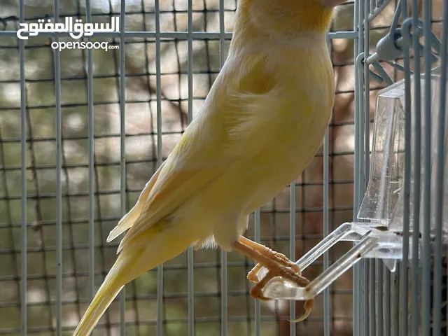 Canary male and pairs