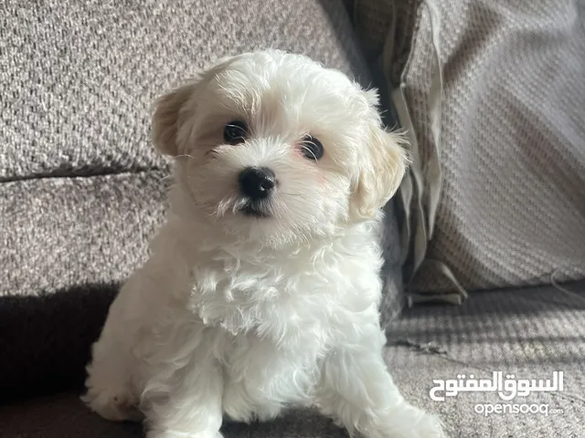 maltipo puppies for sale adorable and playful- جراوي مالتيبو للبيع