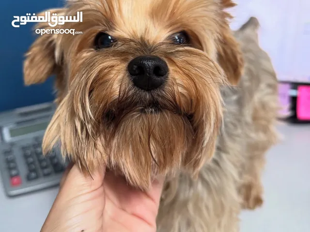 كلب يوركشير اليف جدا و محب للأطفال