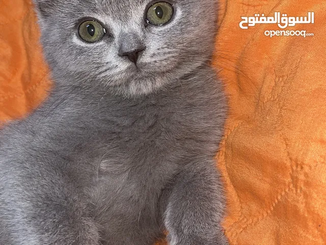 قطة سكوتش فولد