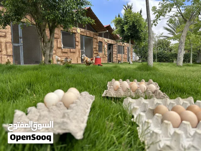 بيض براهما ليموني