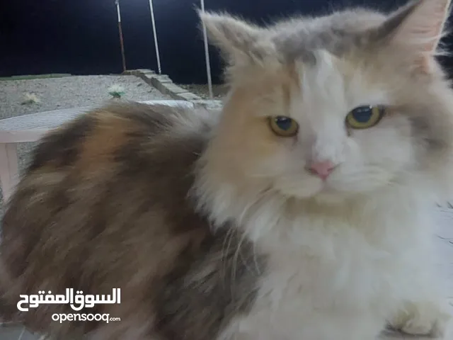 فاقد هاذي لقطع ف بركاء صومحان جنوب