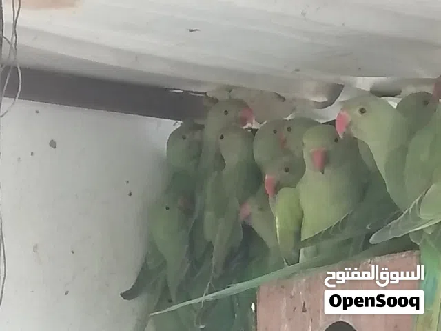 بغبغا الدره