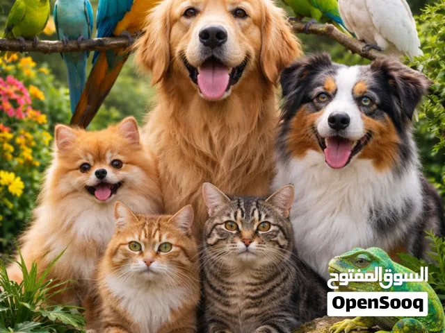 متوفر للبيع كلفورنيا كنق