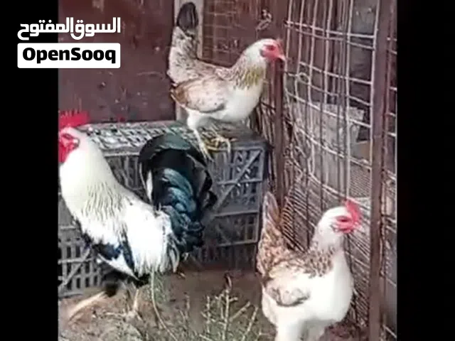 افراخ دندراوي من هذا الحلال العمر شهر وشهرين و3اشهر