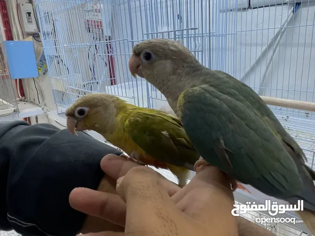 شباب طيور ثنين اليفات طينه كلششش حلوات تجي وتشوف بعينك الطيور فوولل الفه طيور ماشاءالله بصحه جيده