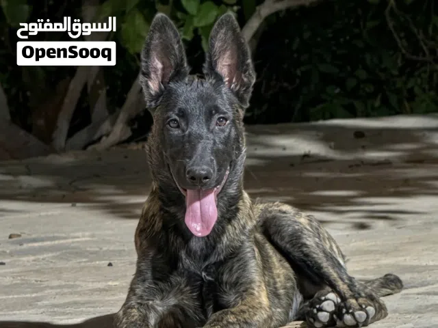 دوتش شيبرد Dutch shepherd الراعي الهولندي بيور بيور العمر 3 اشهر اهالي مستوى عالي جداً.