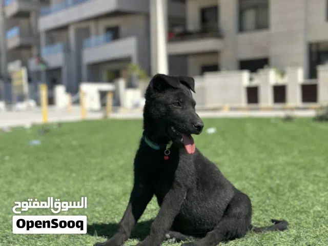 جيرمن شيبرد رويال بلاك