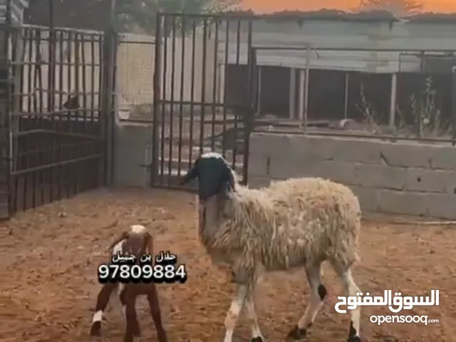 احمله صوماليه مع كشميري تحتها احمله اول ولده لها