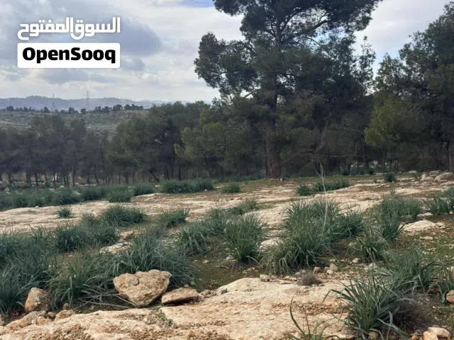 Farm Land for Sale in Mafraq Nadira