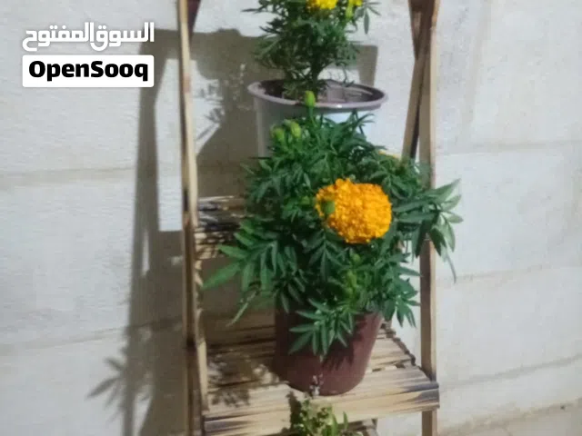 للبدل على حمام سلم خشب رفوف لغرفة الضيوف أو مناضر بنحطن بالحوش للزريعه موجود 6 حبات الرصيفه