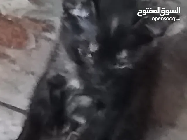 قطط للتبني