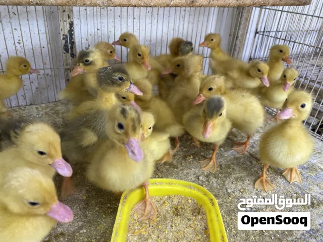 للبيع بط عماني ومصري مكس السعر 1.500