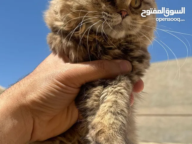 سلام عليكم قطط انثى عمره 7شهر
