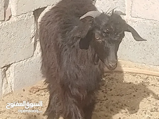 متوفر جدايا عمانية تربية او ذبح وكباش