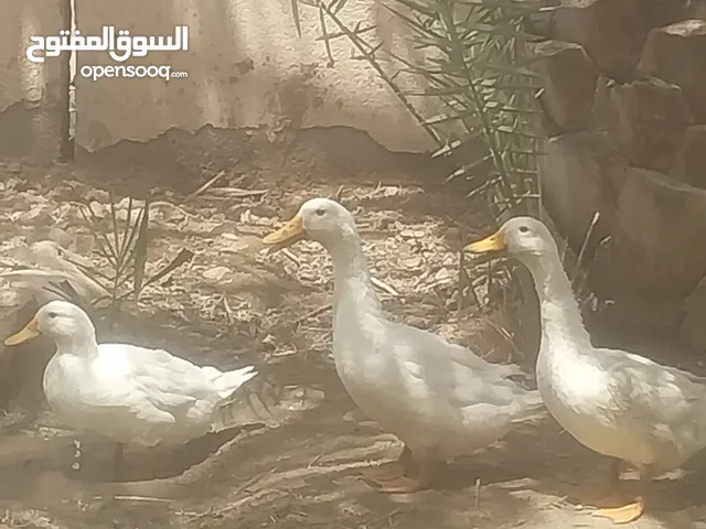 يوجد لدي عدد 4ديك رومي و عدد 3بط للبيع