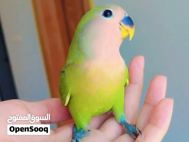 سلام عليكم الوصف مهم