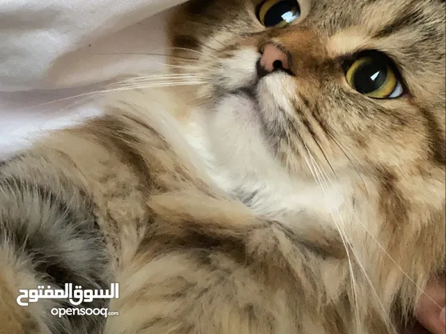 مطلوب ذكر للتزاوج فقط وليس للتبني. في منطقة الشامخة أو الرياض او الفلاح فقط