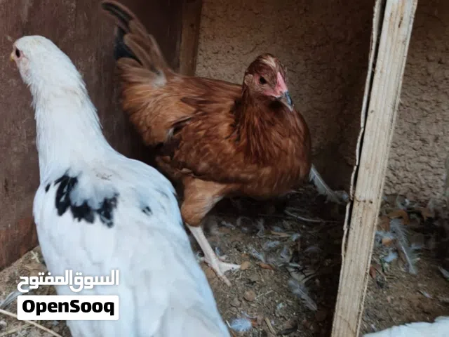 دجاج رومي ودجاج عربي للبيع بصحه ممتازه