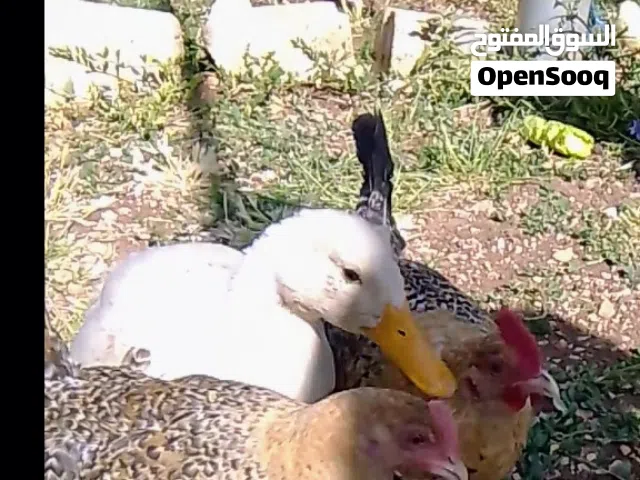 بطه انثى وجاجتين ذكر وأنثى