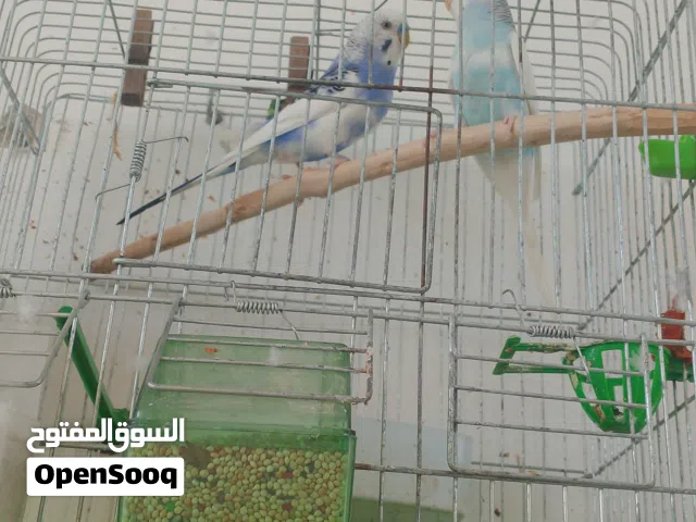 عصافير حب جوز ما شاء الله عليهم