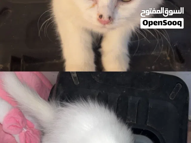 قطط صغيره اثنتان للبيع الموقع صحم