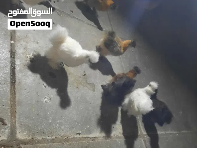 متاح كوجي شعر لبيع مالات مزرعه الله يشهد علية  وليريدة يجي واتساب بس وبلخدمة