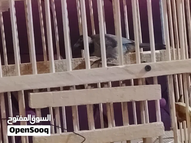 متاح بلبل راقي بصراوي وبي تلث نسانات شرط التغريد يغرد كدام الوجه مايستغرب ابد