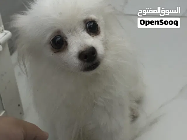 pomeranian for sale