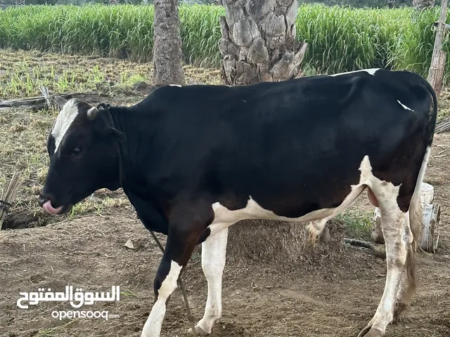 عجله و عجل عماني للبيع لحم