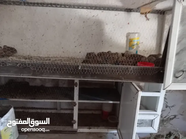 مطير المنيوم للبيع