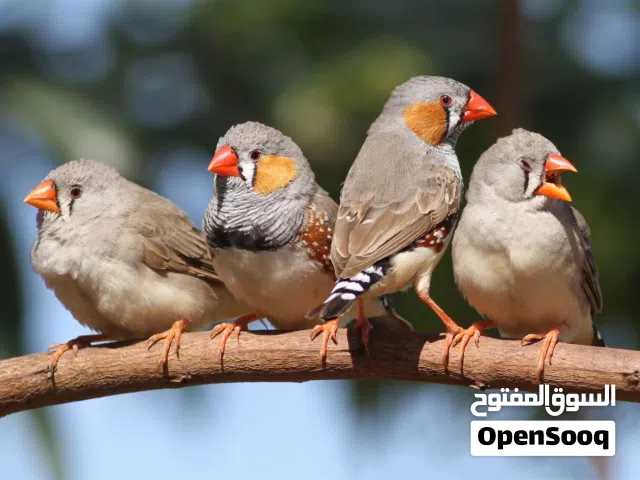 كوبيه زيبرا