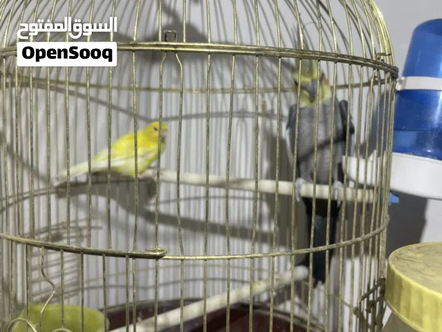 عصفور معه قفص و أكل وعلبه ماء ومعه كتكوت
