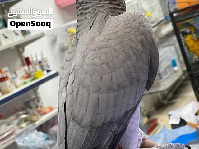 ببغاء كاسكو ثوب ثلجي أليف جدا ومتكلم حبة آية من الجمال حجم وصحه