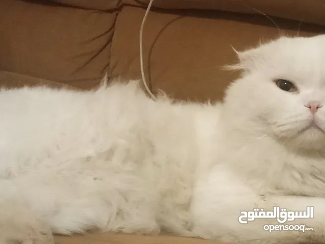 قط ذكر سكوتش فولد للتزاوج الموقع عمان مرج الحمام