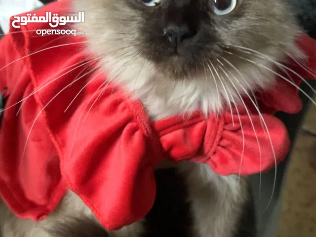 قطة هملايا انثى عمر 5 شهور
