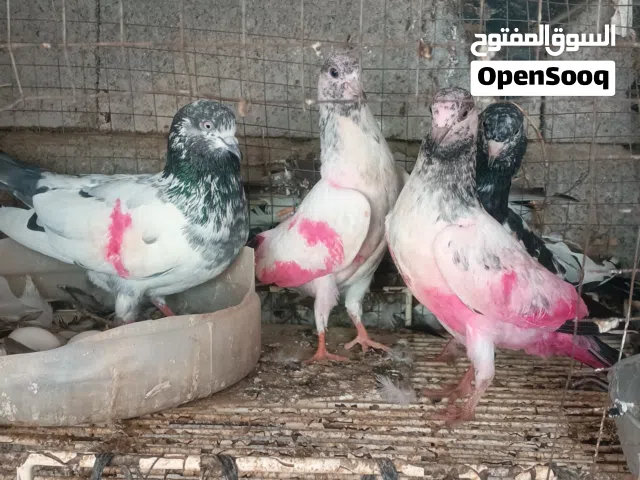 حمام باكستاني العدد مي قرب 40 طير