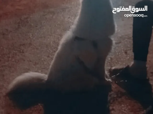 كلب سموايد عمره 6 شهور معاه دفتر المطعم وحبه اليف و لعوب و قابل للتشريس والتدرب السعر قابل للتفاوض