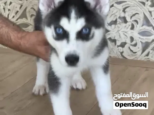 Husky Puppy available for sale