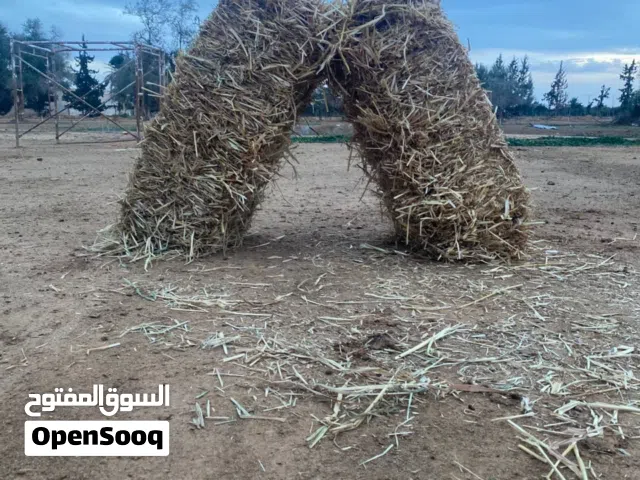 قصيبة للبيع