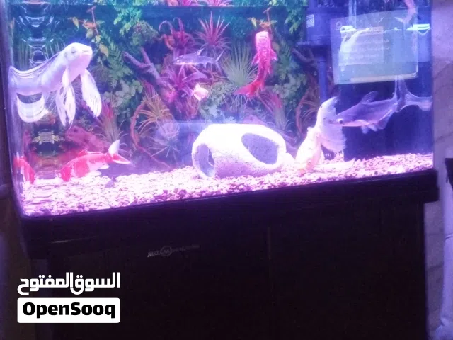 حوض سمك. حجم متوسط
