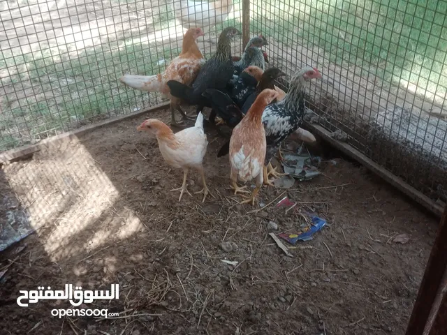 دجاج عمانية البيع