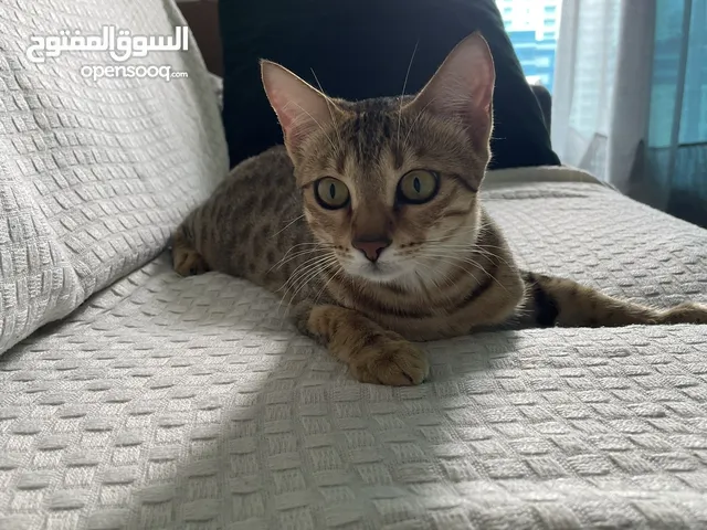FREE CAT SITTING