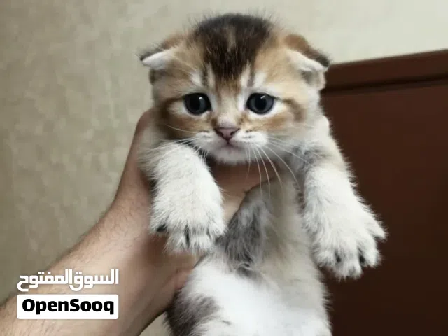 سكوتش قولد ستريت
