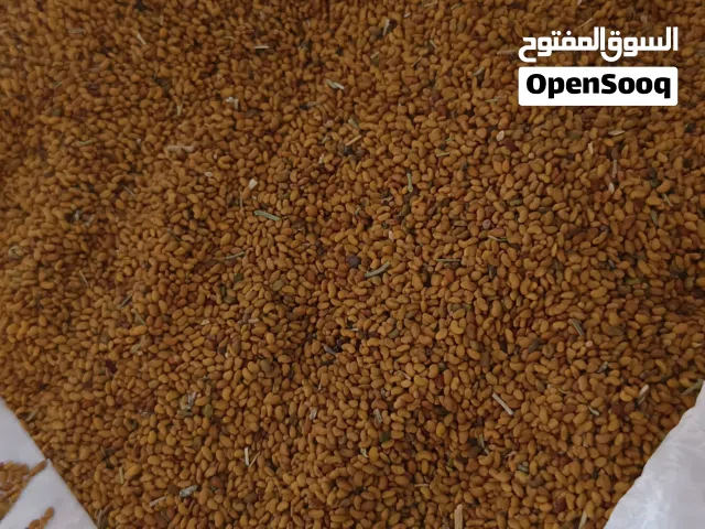 بذر قت محلي