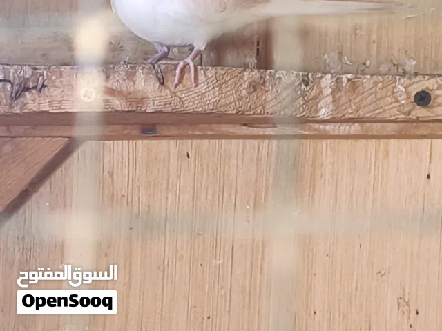 مطلوب حمام ملكي ابيض